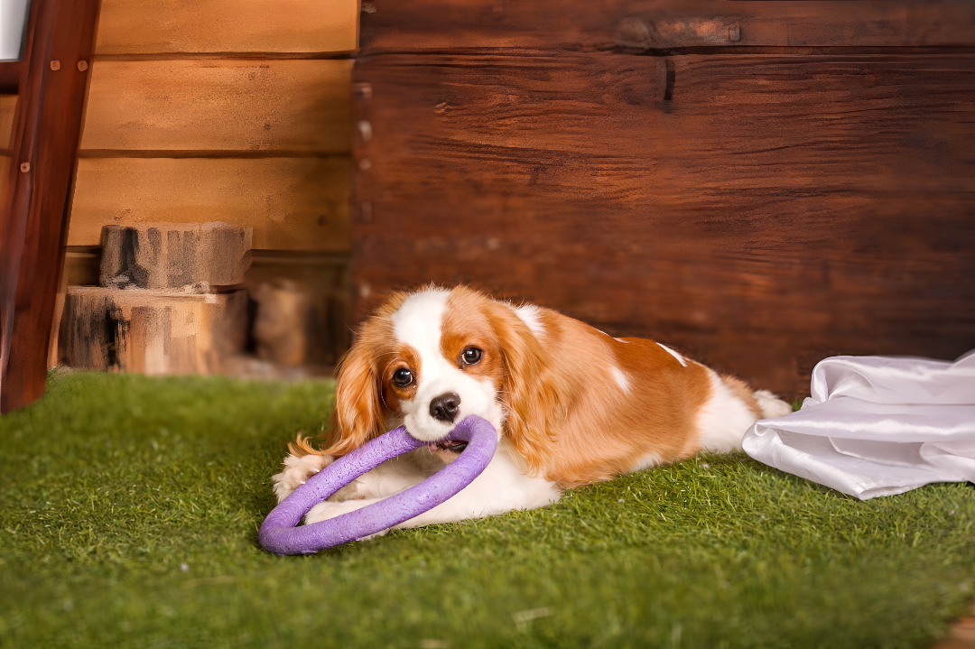 Fun and Engaging Toys for Happy Pets